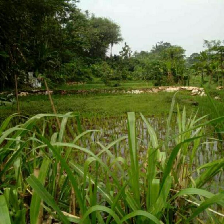  Tanah  sawah murah subur di  ciampea Bogor  Barat 