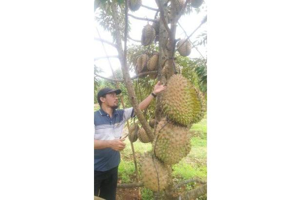 Tanah Produktif Rogoselo Pekalongan Kebun Durian Bawor Siap Panen