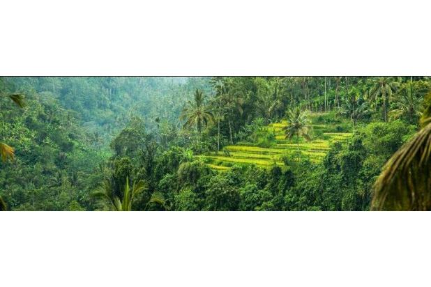 super view sawah dan air terjun di payangan ubud 