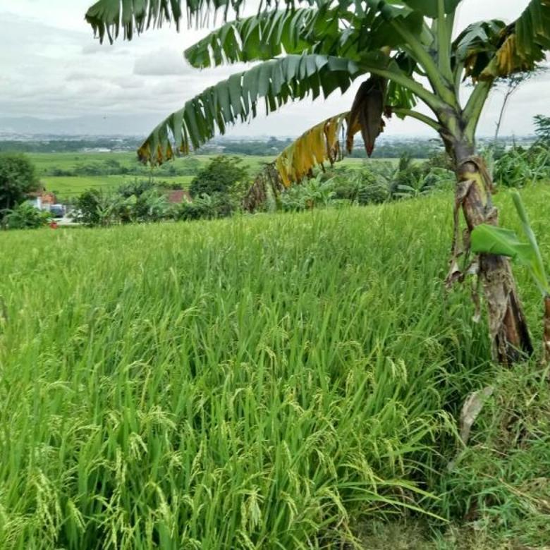 Tanah Kebun Untuk Disewa - Tanah Cocok untuk Kebun Buah12000m2