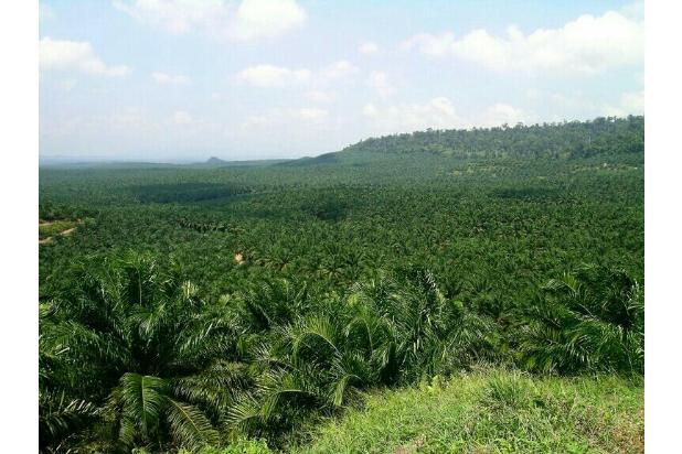 Tanah Sehamparan Kebun  Sawit 