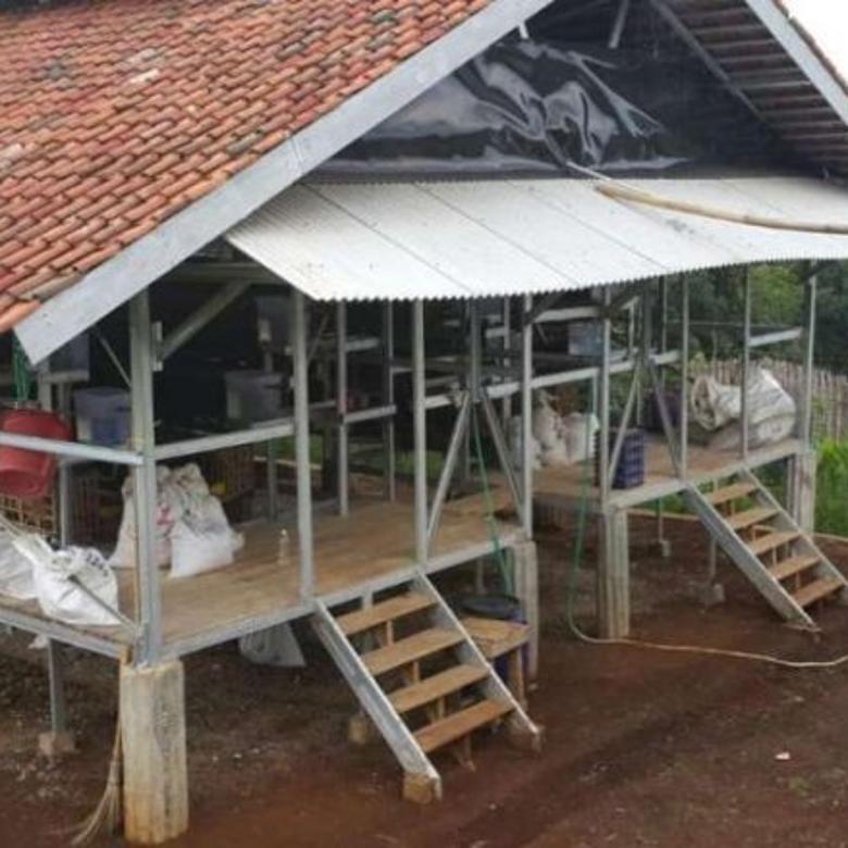 Dijual Usaha Peternakan Ayam Petelur