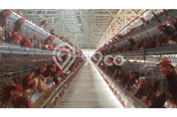 Dijual Usaha Peternakan Ayam Petelur