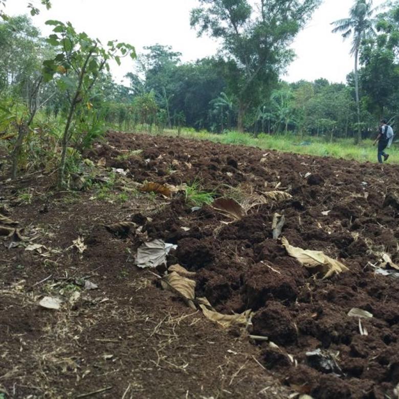 Beli Tanah Kaveling Lokasi 3 Km Dari Taman Buah Mekar Sari