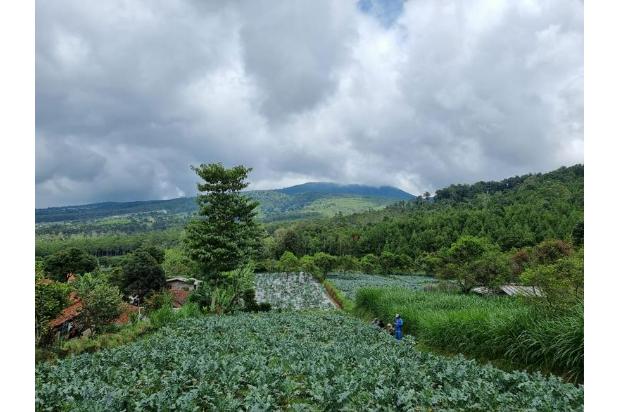 Tanah di Gunung Putri 2,3 Hektar Jayagiri Lembang Bandung