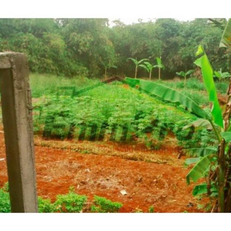 Peternakan Ayam Petelur Di Bogor