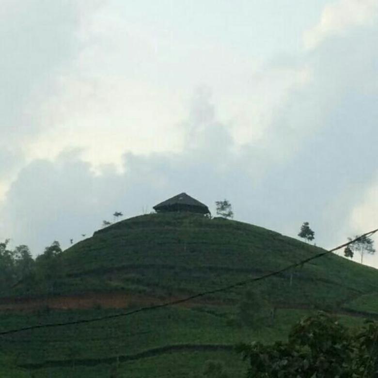 Nomor Hp Pengelola Kebun Teh Cipasung Majalengka / Ayo ...