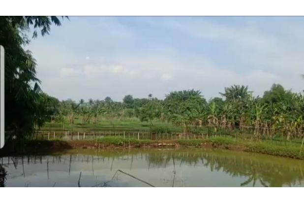Tanah Kebun & Empang Di Cidokom G. Sindur Bogor.