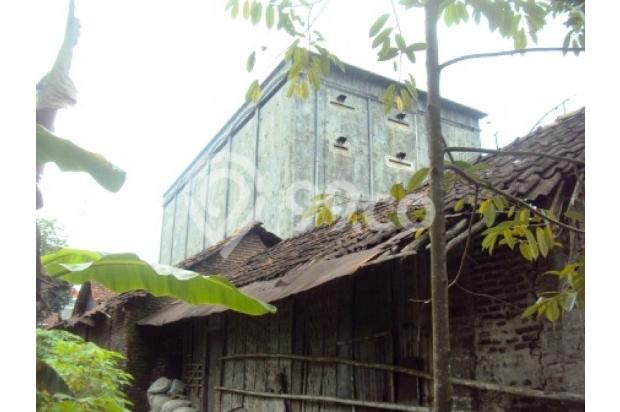  RUMAH  SARANG BURUNG  WALET  DI KAJEN