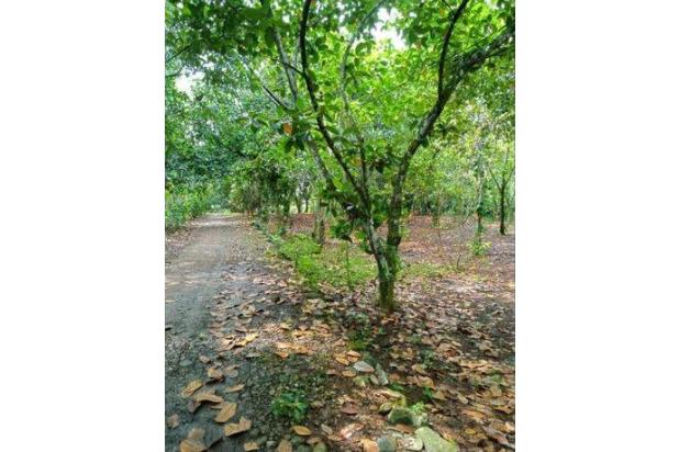 Dijual Murah Tanah Kebun di Cariu Jonggol Cocok Untuk Villa